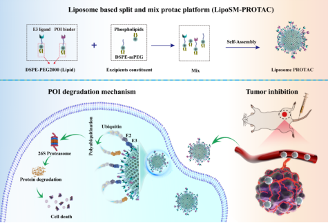 李子刚/尹丰团队分而后合脂质体PROTAC最新进展：多靶点降解及体内肿瘤抑制验证